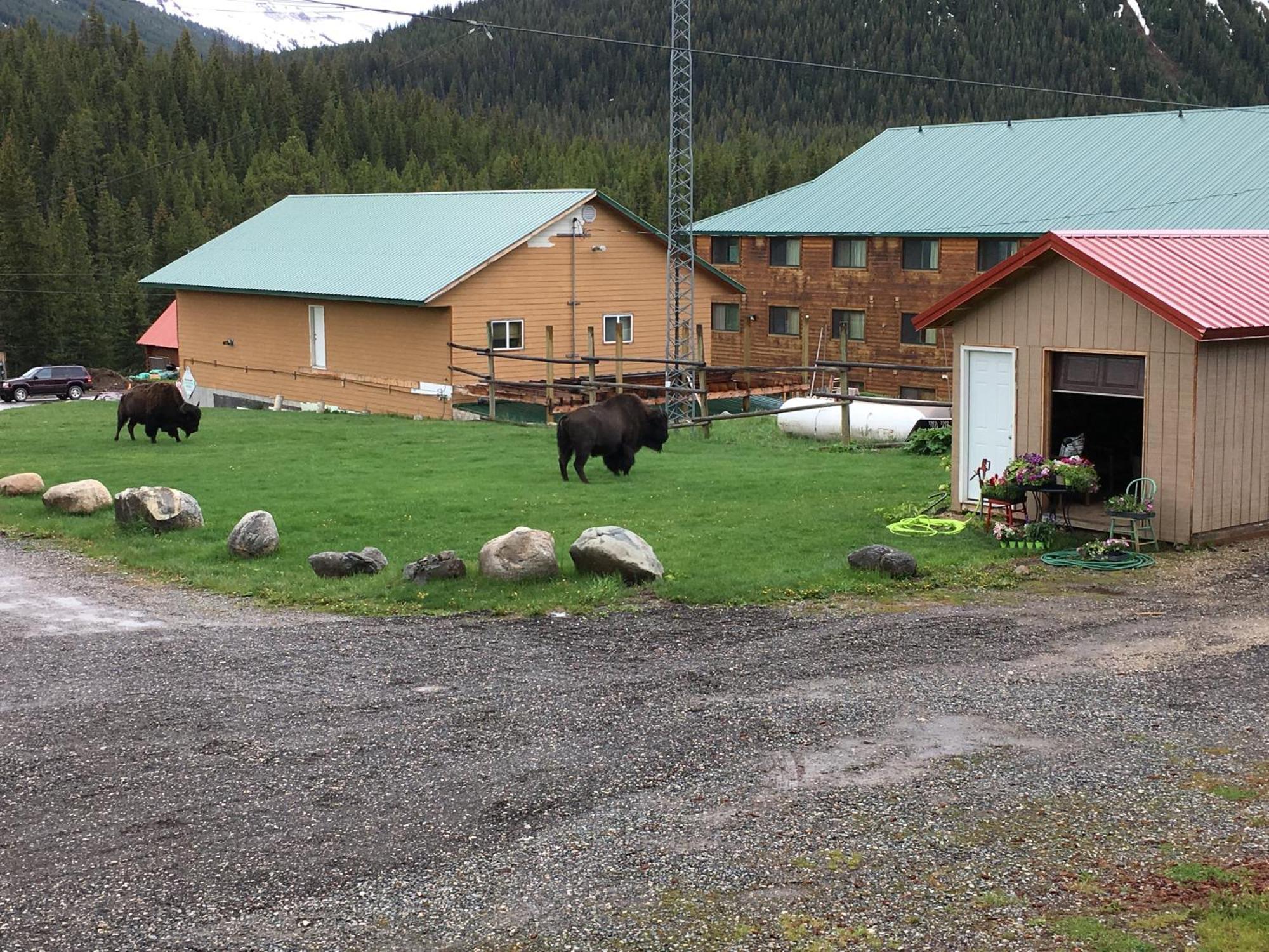 Antlers Lodge Cooke City Exterior photo